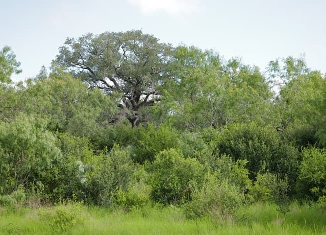 rental at TRACT 8 TBD Cr 208 in Hobson, TX — photo 4